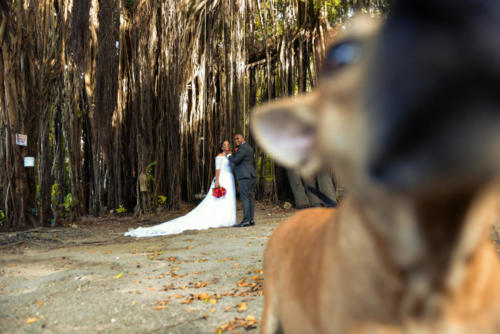 Jamaica Wedding Photographer